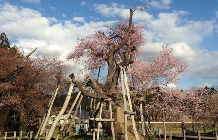 米沢 置賜お花見21 米沢 置賜 情緒あふれる桜景色を満喫 お花見おすすめ人気スポット6選 一休 Comレストラン 米沢 置賜お花見21 米沢 置賜 情緒あふれる桜景色を満喫 お花見おすすめ人気スポット6選 一休 Comレストラン