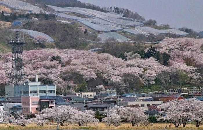 米沢 置賜お花見21 米沢 置賜 情緒あふれる桜景色を満喫 お花見おすすめ人気スポット6選 一休 Comレストラン 米沢 置賜お花見21 米沢 置賜 情緒あふれる桜景色を満喫 お花見おすすめ人気スポット6選 一休 Comレストラン