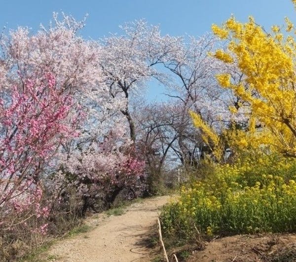 花見山公園 福島 福島 二本松 人気お花見スポット 一休 Comレストラン 花見山公園 福島 福島 二本松 人気お花見スポット 一休 Comレストラン