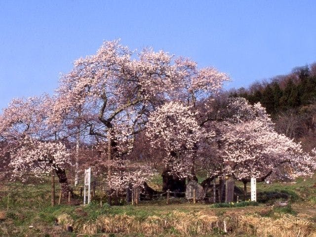 石部桜 福島 会津若松 人気お花見スポット 一休 Comレストラン