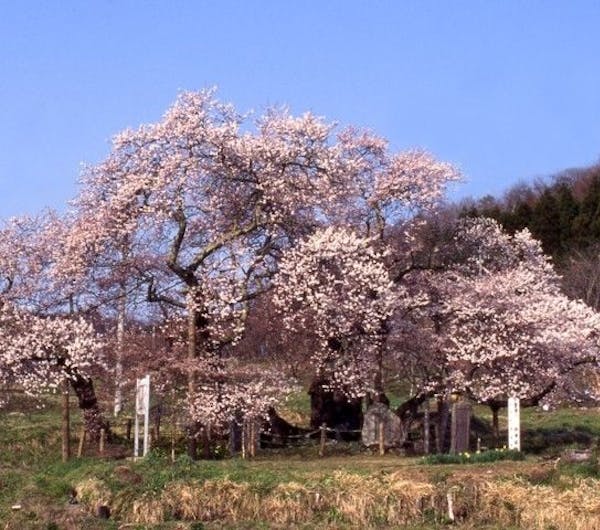石部桜 福島 会津若松 人気お花見スポット 一休 Comレストラン 石部桜 福島 会津若松 人気お花見スポット 一休 Comレストラン