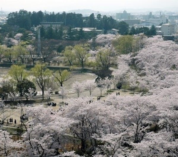 開成山公園 開成山大神宮 福島 郡山 人気お花見スポット 一休 Comレストラン 開成山公園 開成山大神宮 福島 郡山 人気お花見スポット 一休 Comレストラン