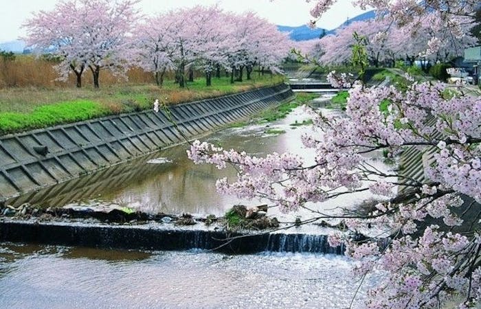 白河お花見21 白河 情緒あふれる桜景色を満喫 お花見おすすめ人気スポット7選 一休 Comレストラン 白河お花見21 白河 情緒あふれる桜景色を満喫 お花見おすすめ人気スポット7選 一休 Comレストラン