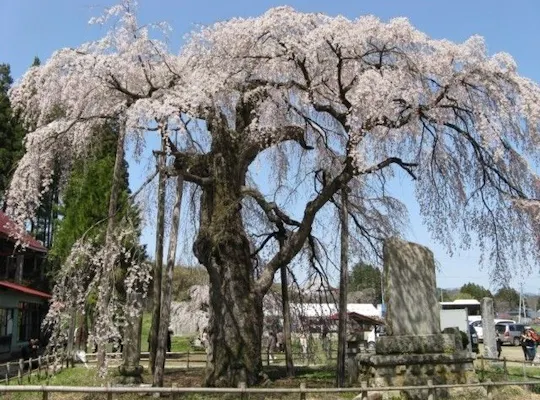 信夫山公園 福島 福島 二本松 人気お花見スポット 一休 Comレストラン 信夫山公園 福島 福島 二本松 人気お花見スポット 一休 Comレストラン