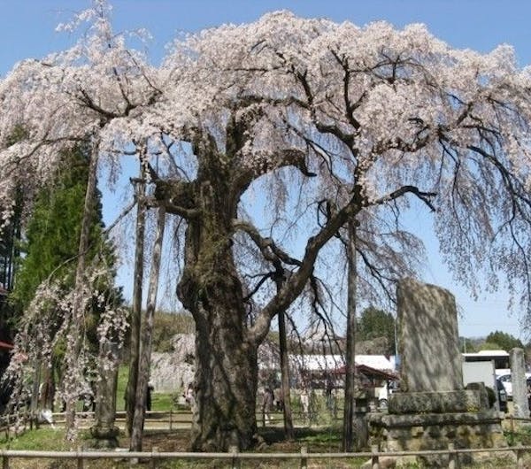 永泉寺の桜 福島 郡山 人気お花見スポット 一休 Comレストラン 永泉寺の桜 福島 郡山 人気お花見スポット 一休 Comレストラン