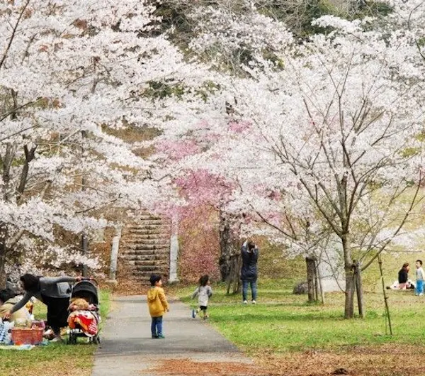 佐白山ろく公園 茨城 水戸 笠間 人気お花見スポット 一休 Comレストラン 佐白山ろく公園 茨城 水戸 笠間 人気お花見スポット 一休 Comレストラン