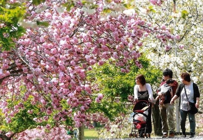 21年 茨城お花見で行きたい桜名所 茨城お花見におすすめ人気スポット12選 一休 Comレストラン 21年 茨城お花見で行きたい桜名所 茨城お花見におすすめ人気スポット12選 一休 Comレストラン