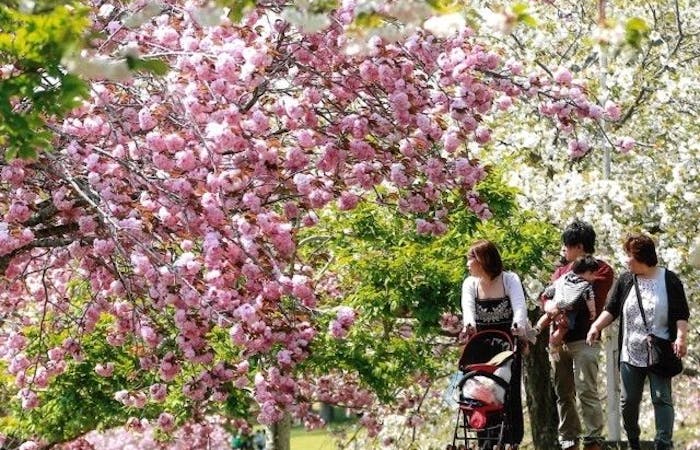 つくば 牛久お花見22 つくば 牛久 情緒あふれる桜景色を満喫 お花見おすすめ人気スポット15選 一休 Comレストラン つくば 牛久お花見22 つくば 牛久 情緒あふれる桜景色を満喫 お花見おすすめ人気スポット15選 一休 Comレストラン