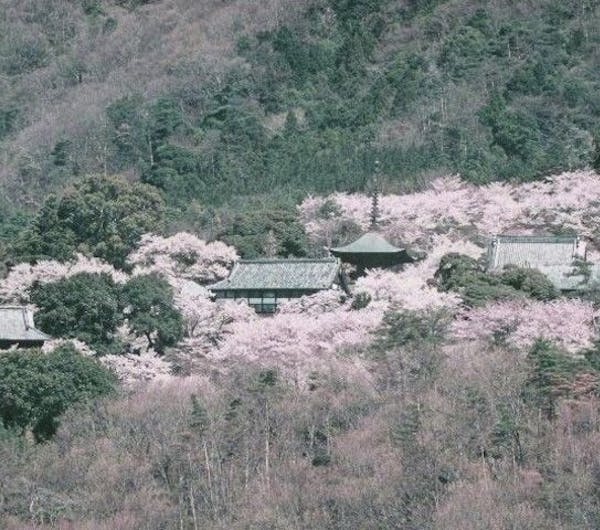 雨引観音 茨城 常総 結城 桜川 人気お花見スポット 一休 Comレストラン 雨引観音 茨城 常総 結城 桜川 人気お花見スポット 一休 Comレストラン