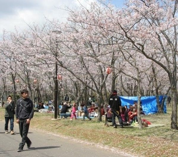 神之池緑地公園 茨城 霞ヶ浦 土浦 鹿島 潮来 人気お花見スポット 一休 Comレストラン 神之池緑地公園 茨城 霞ヶ浦 土浦 鹿島 潮来 人気お花見スポット 一休 Comレストラン