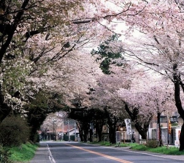 日光街道桜並木 栃木 宇都宮 人気お花見スポット 一休 Comレストラン 日光街道桜並木 栃木 宇都宮 人気お花見スポット 一休 Comレストラン