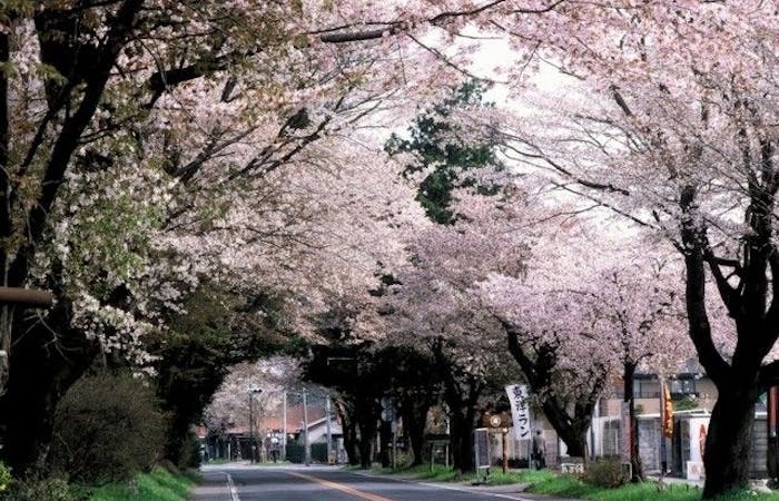 成田お花見21 成田 情緒あふれる桜景色を満喫 お花見おすすめ人気スポット10選 一休 Comレストラン 成田お花見21 成田 情緒あふれる桜景色を満喫 お花見おすすめ人気スポット10選 一休 Comレストラン