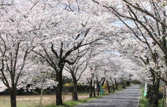 佐野 小山 足利 鹿沼お花見21 佐野 小山 足利 鹿沼 情緒あふれる桜景色を満喫 お花見おすすめ人気スポット15選 一休 Comレストラン 佐野 小山 足利 鹿沼お花見21 佐野 小山 足利 鹿沼 情緒あふれる桜景色を満喫 お花見おすすめ人気スポット15選 一休 Comレストラン