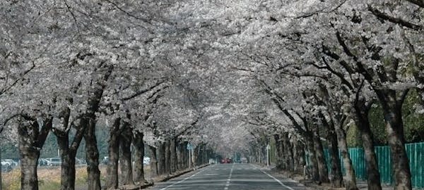 那須塩原お花見21 那須塩原 情緒あふれる桜景色を満喫 お花見おすすめ人気スポット7選 一休 Comレストラン 那須塩原お花見21 那須塩原 情緒あふれる桜景色を満喫 お花見おすすめ人気スポット7選 一休 Comレストラン