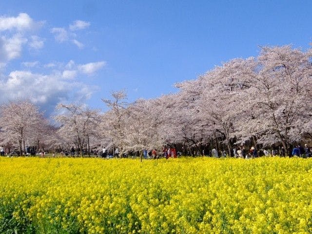 前橋市お花見22 前橋市 情緒あふれる桜景色を満喫 お花見おすすめ人気スポット18選 一休 Comレストラン