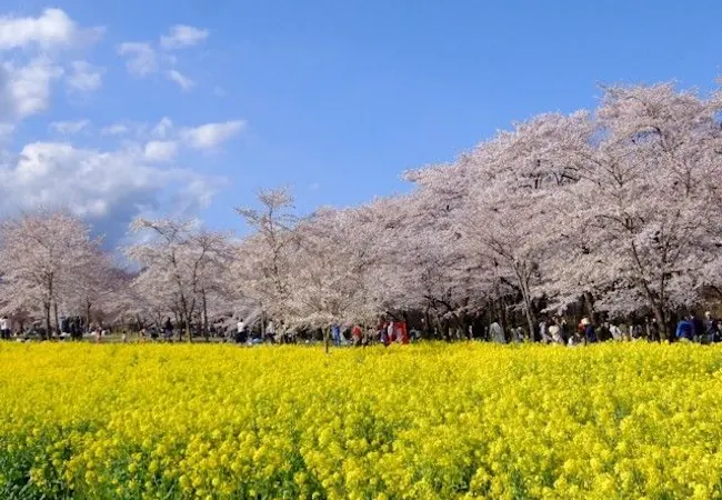 22年 群馬お花見で行きたい桜名所 群馬お花見におすすめ人気スポット11選 一休 Comレストラン 22年 群馬お花見で行きたい桜名所 群馬お花見におすすめ人気スポット11選 一休 Comレストラン