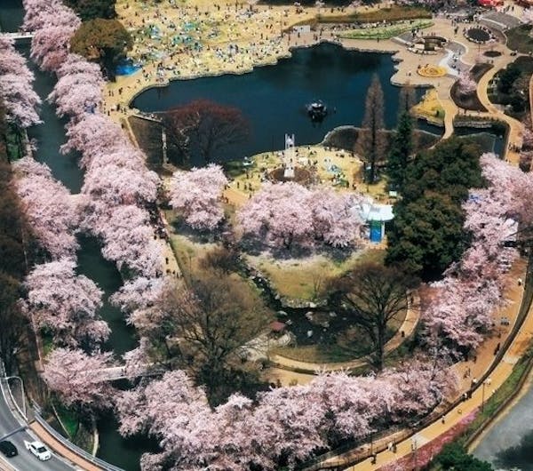 前橋公園 群馬 前橋市 人気お花見スポット 一休 Comレストラン 前橋公園 群馬 前橋市 人気お花見スポット 一休 Comレストラン