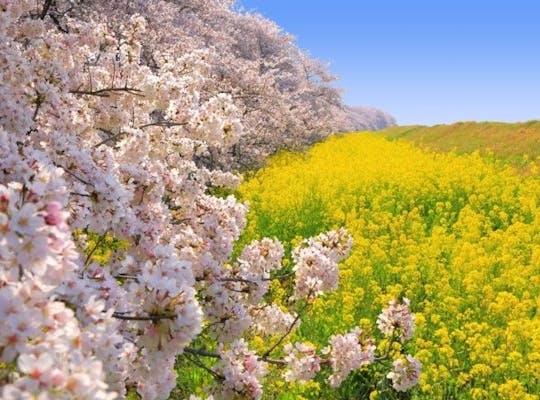 都幾川桜堤 埼玉 飯能 人気お花見スポット 一休 Comレストラン 都幾川桜堤 埼玉 飯能 人気お花見スポット 一休 Comレストラン