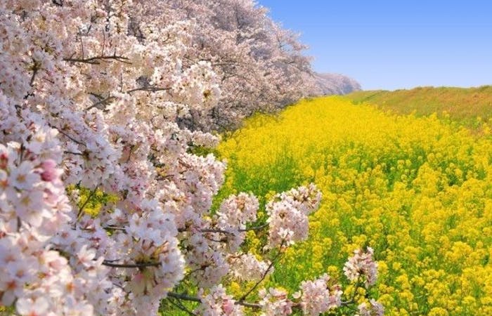 本庄 熊谷 深谷お花見21 本庄 熊谷 深谷 情緒あふれる桜景色を満喫 お花見おすすめ人気スポット22選 一休 Comレストラン 本庄 熊谷 深谷お花見21 本庄 熊谷 深谷 情緒あふれる桜景色を満喫 お花見おすすめ人気スポット22選 一休 Comレストラン