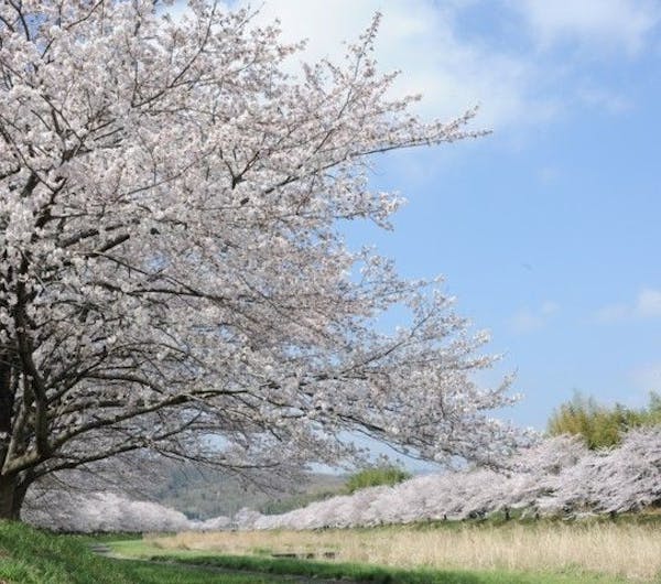 こだま千本桜 埼玉 本庄 熊谷 深谷 人気お花見スポット 一休 Comレストラン こだま千本桜 埼玉 本庄 熊谷 深谷 人気お花見スポット 一休 Comレストラン