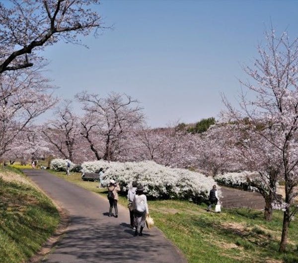 国営武蔵丘陵森林公園 埼玉 飯能 人気お花見スポット 一休 Comレストラン 国営武蔵丘陵森林公園 埼玉 飯能 人気お花見スポット 一休 Comレストラン