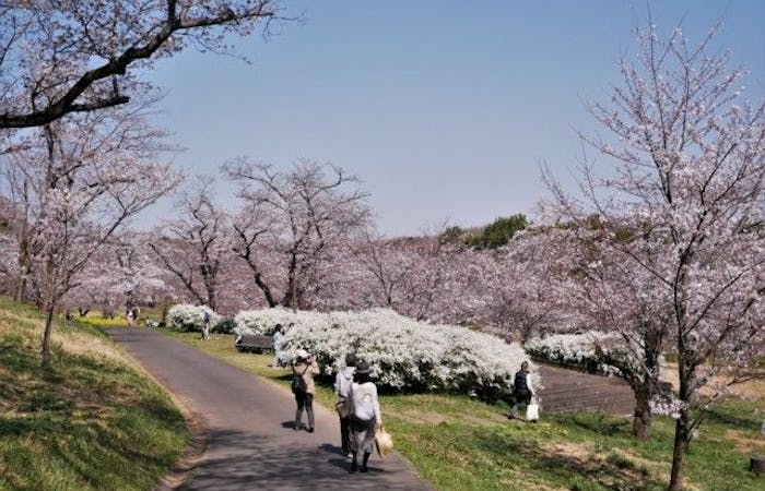 飯能お花見21 飯能 情緒あふれる桜景色を満喫 お花見おすすめ人気スポット30選 一休 Comレストラン 飯能お花見21 飯能 情緒あふれる桜景色を満喫 お花見おすすめ人気スポット30選 一休 Comレストラン