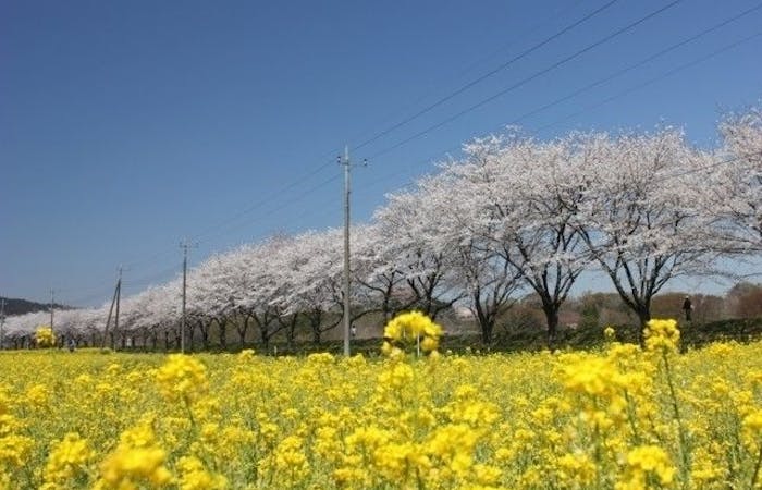飯能お花見21 飯能 情緒あふれる桜景色を満喫 お花見おすすめ人気スポット30選 一休 Comレストラン 飯能お花見21 飯能 情緒あふれる桜景色を満喫 お花見おすすめ人気スポット30選 一休 Comレストラン