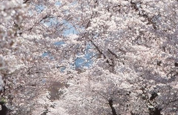 奥多摩お花見21 奥多摩 情緒あふれる桜景色を満喫 お花見おすすめ人気スポット21選 一休 Comレストラン 奥多摩お花見21 奥多摩 情緒あふれる桜景色を満喫 お花見おすすめ人気スポット21選 一休 Comレストラン