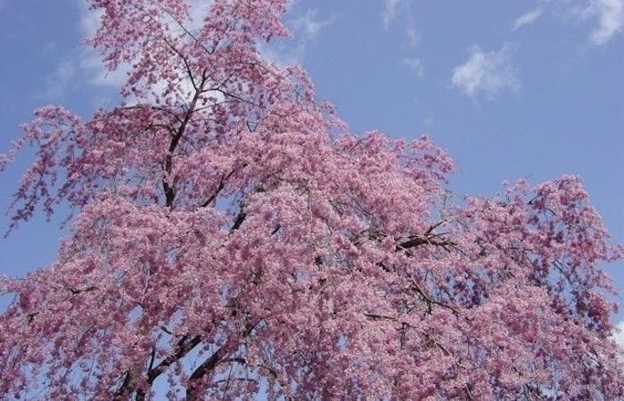 長瀞お花見21 長瀞 情緒あふれる桜景色を満喫 お花見おすすめ人気スポット21選 一休 Comレストラン 長瀞お花見21 長瀞 情緒あふれる桜景色を満喫 お花見おすすめ人気スポット21選 一休 Comレストラン