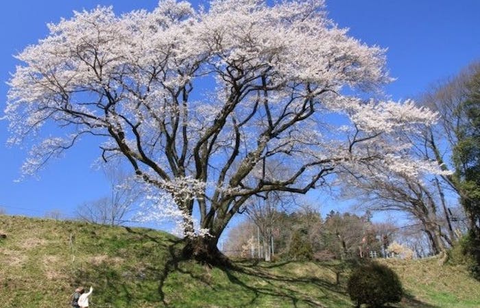 秩父お花見21 秩父 情緒あふれる桜景色を満喫 お花見おすすめ人気スポット18選 一休 Comレストラン 秩父お花見21 秩父 情緒あふれる桜景色を満喫 お花見おすすめ人気スポット18選 一休 Comレストラン