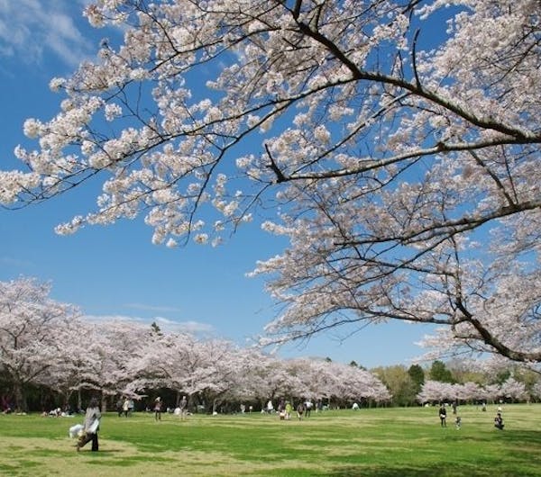 泉自然公園 千葉 千葉 市原 人気お花見スポット 一休 Comレストラン 泉自然公園 千葉 千葉 市原 人気お花見スポット 一休 Comレストラン