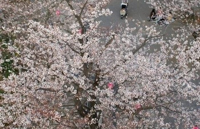 成田お花見21 成田 情緒あふれる桜景色を満喫 お花見おすすめ人気スポット10選 一休 Comレストラン 成田お花見21 成田 情緒あふれる桜景色を満喫 お花見おすすめ人気スポット10選 一休 Comレストラン