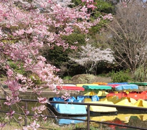 清水公園 千葉県 千葉 松戸 柏 野田 人気お花見スポット 一休 Comレストラン 清水公園 千葉県 千葉 松戸 柏 野田 人気お花見スポット 一休 Comレストラン