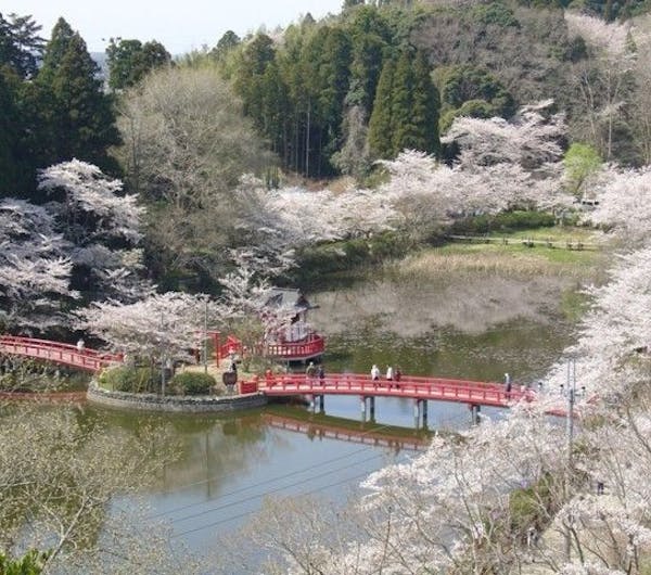 茂原公園 千葉 九十九里 銚子 人気お花見スポット 一休 Comレストラン 茂原公園 千葉 九十九里 銚子 人気お花見スポット 一休 Comレストラン