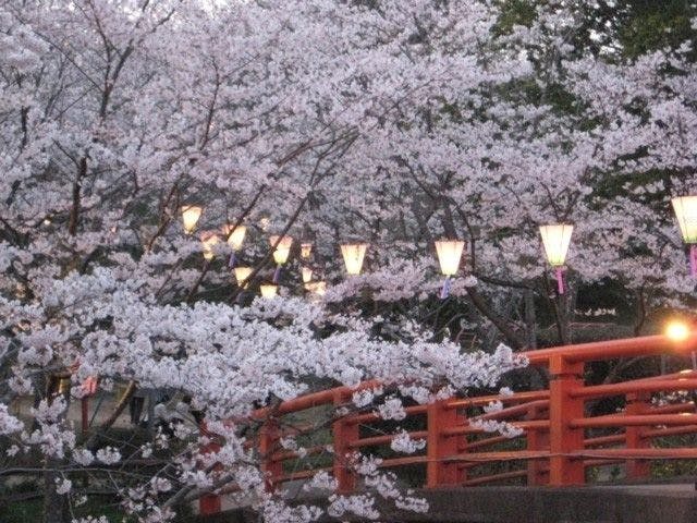 木更津 君津 富津お花見22 木更津 君津 富津 情緒あふれる桜景色を満喫 お花見おすすめ人気スポット30選 一休 Comレストラン
