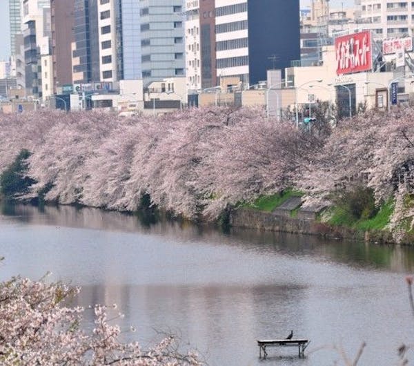 外濠公園 東京 紀尾井町 人気お花見スポット 一休 Comレストラン 外濠公園 東京 紀尾井町 人気お花見スポット 一休 Comレストラン