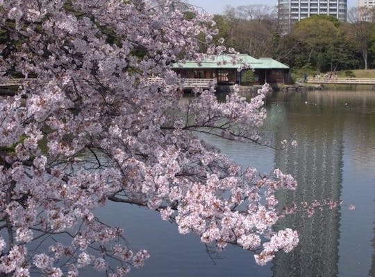 仙台堀川公園 東京 新木場 人気お花見スポット 一休 Comレストラン 仙台堀川公園 東京 新木場 人気お花見スポット 一休 Comレストラン