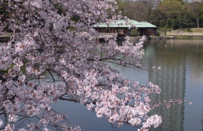 築地お花見22 築地 情緒あふれる桜景色を満喫 お花見おすすめ人気スポット30選 一休 Comレストラン 築地お花見22 築地 情緒あふれる桜景色を満喫 お花見おすすめ人気スポット30選 一休 Comレストラン
