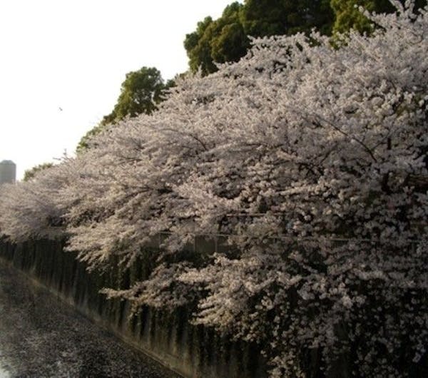 江戸川公園 東京 新宿 人気お花見スポット 一休 Comレストラン 江戸川公園 東京 新宿 人気お花見スポット 一休 Comレストラン