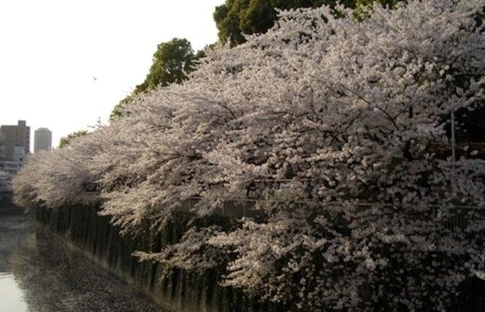新宿お花見22 新宿 情緒あふれる桜景色を満喫 お花見おすすめ人気スポット30選 一休 Comレストラン 新宿お花見22 新宿 情緒あふれる桜景色を満喫 お花見おすすめ人気スポット30選 一休 Comレストラン