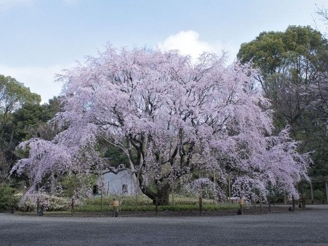 築地お花見22 築地 情緒あふれる桜景色を満喫 お花見おすすめ人気スポット30選 一休 Comレストラン