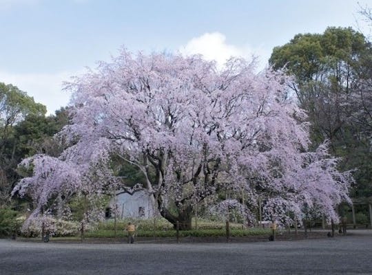 辰巳の森緑道公園 東京 新木場 人気お花見スポット 一休 Comレストラン 辰巳の森緑道公園 東京 新木場 人気お花見スポット 一休 Comレストラン