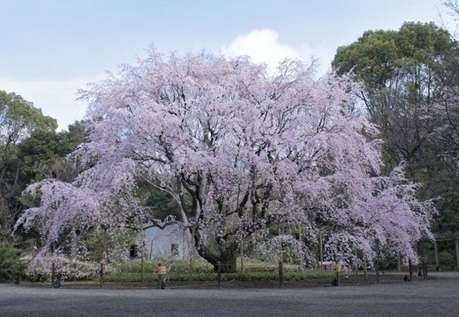 21年 南関東お花見で行きたい桜名所 南関東お花見におすすめ人気スポット30選 一休 Comレストラン 21年 南関東お花見で行きたい桜名所 南関東お花見におすすめ人気スポット30選 一休 Comレストラン