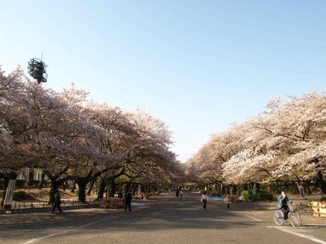 築地お花見22 築地 情緒あふれる桜景色を満喫 お花見おすすめ人気スポット30選 一休 Comレストラン