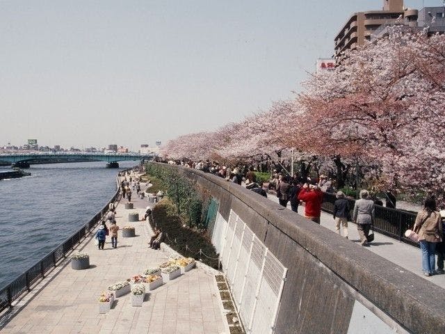 押上お花見21 押上 情緒あふれる桜景色を満喫 お花見おすすめ人気スポット30選 一休 Comレストラン 押上お花見21 押上 情緒あふれる桜景色を満喫 お花見おすすめ人気スポット30選 一休 Comレストラン
