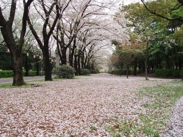 芝公園お花見22 芝公園 情緒あふれる桜景色を満喫 お花見おすすめ人気スポット30選 一休 Comレストラン