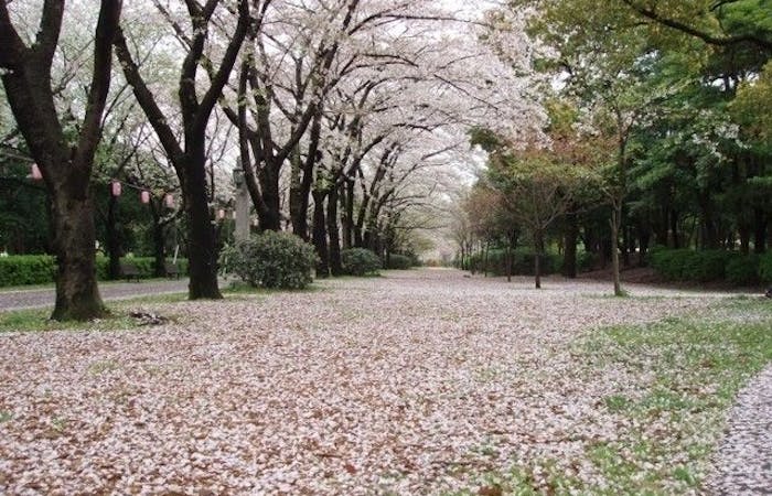 芝公園お花見22 芝公園 情緒あふれる桜景色を満喫 お花見おすすめ人気スポット30選 一休 Comレストラン 芝公園お花見22 芝公園 情緒あふれる桜景色を満喫 お花見おすすめ人気スポット30選 一休 Comレストラン