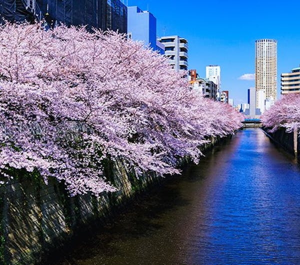 目黒川 東京 中目黒 人気お花見スポット 一休 Comレストラン 目黒川 東京 中目黒 人気お花見スポット 一休 Comレストラン