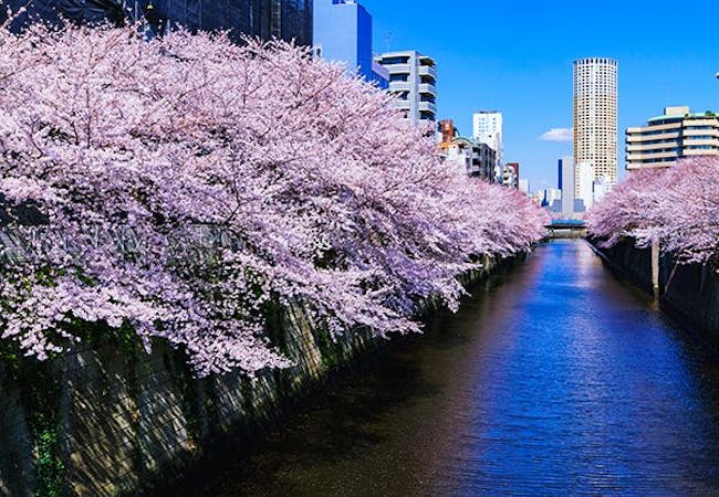 21年 南関東お花見で行きたい桜名所 南関東お花見におすすめ人気スポット30選 一休 Comレストラン 21年 南関東お花見で行きたい桜名所 南関東お花見におすすめ人気スポット30選 一休 Comレストラン