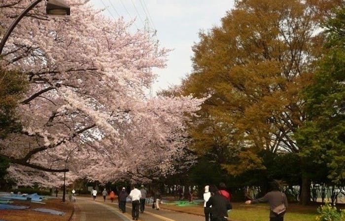 川崎お花見22 川崎 情緒あふれる桜景色を満喫 お花見おすすめ人気スポット30選 一休 Comレストラン 川崎お花見22 川崎 情緒あふれる桜景色を満喫 お花見おすすめ人気スポット30選 一休 Comレストラン